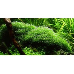 1-2-Grow Tropica Riccia fluitans