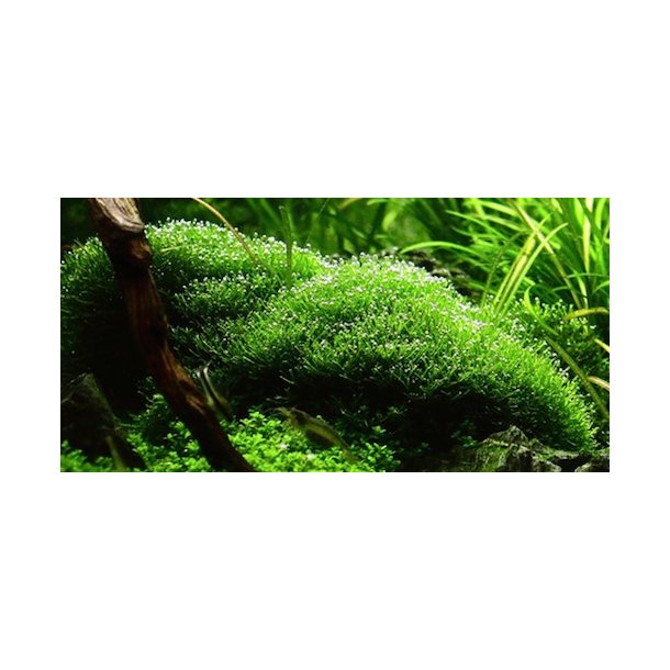 1-2-Grow Tropica Riccia fluitans