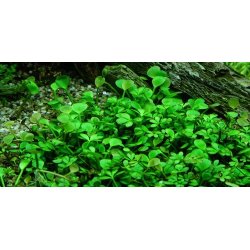 1-2-Grow Tropica Marsilea hirsuta