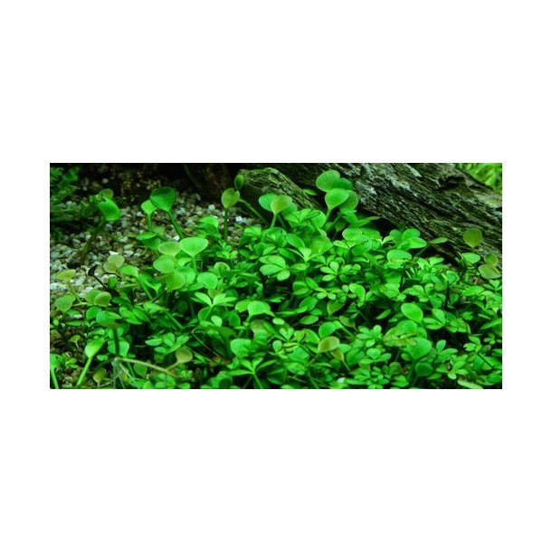 1-2-Grow Tropica Marsilea hirsuta