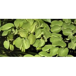 1-2-Grow Tropica Salvinia minima