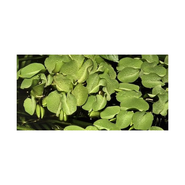 1-2-Grow Tropica Salvinia minima