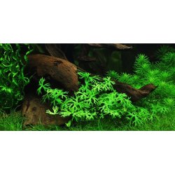 1-2-Grow Tropica Ranunculus inundatus