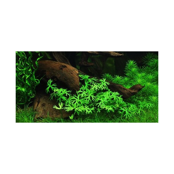 1-2-Grow Tropica Ranunculus inundatus