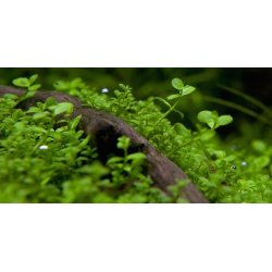 1-2-Grow Tropica Micranthemum Tweediei  'Monte Carlo'