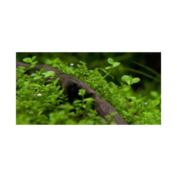 1-2-Grow Tropica Micranthemum Tweediei  'Monte Carlo'