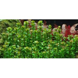 1-2-Grow Tropica Rotala indica 'Bonsai'