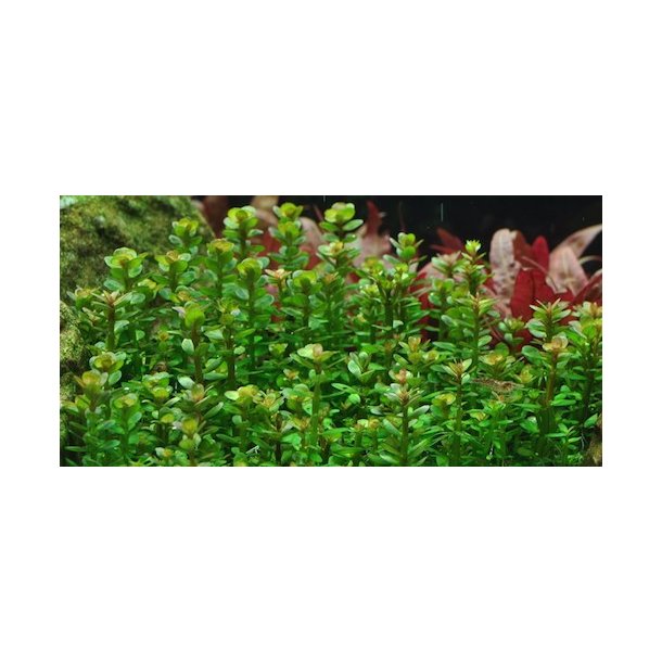 1-2-Grow Tropica Rotala indica 'Bonsai'