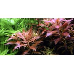 1-2-Grow Tropica Proserpinaca palustris 'Cuba'