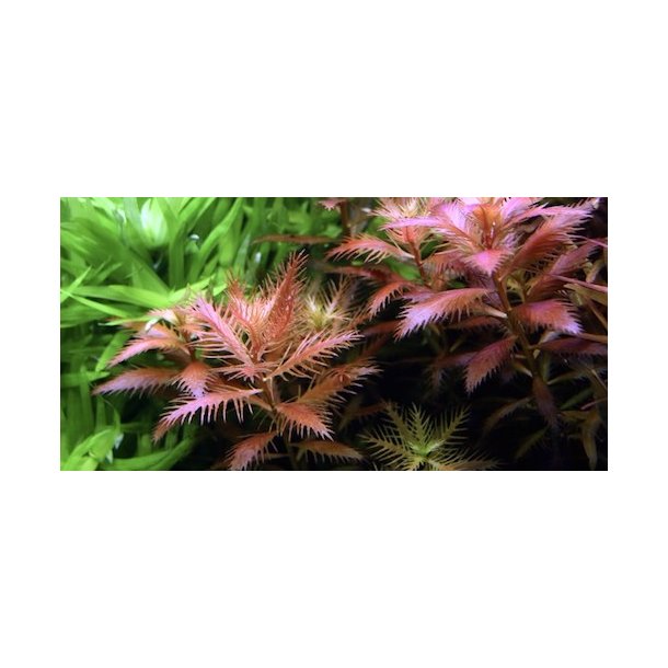 1-2-Grow Tropica Proserpinaca palustris 'Cuba'
