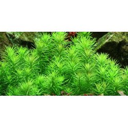 1-2-Grow Tropica Pogostemon deccanensis