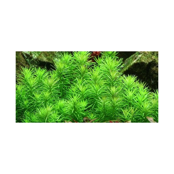 1-2-Grow Tropica Pogostemon deccanensis