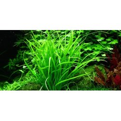 1-2-Grow Tropica Helanthium tenellum 'Green'