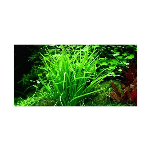 1-2-Grow Tropica Helanthium tenellum 'Green'