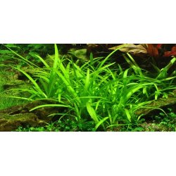 1-2-Grow Tropica Sagittaria subulata