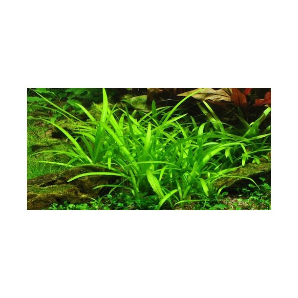 1-2-Grow Tropica Sagittaria subulata