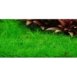 1-2-Grow Tropica Eleocharis pusilla