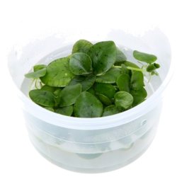 1-2-Grow Tropica Limnobium laevigatum