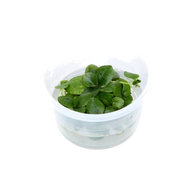 1-2-Grow Tropica Limnobium laevigatum