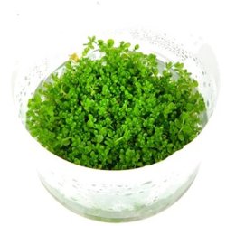 1-2-Grow Tropica Micranthemum callitrichoides 'Cuba'