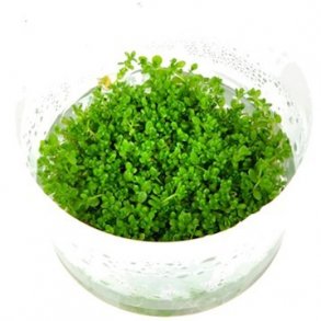 1-2-Grow Tropica Micranthemum callitrichoides 'Cuba'