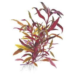 Tropica Alternanthera reineckii 'Pink'