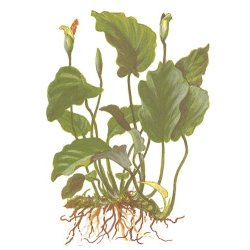 Tropica Anubias barteri var. barteri