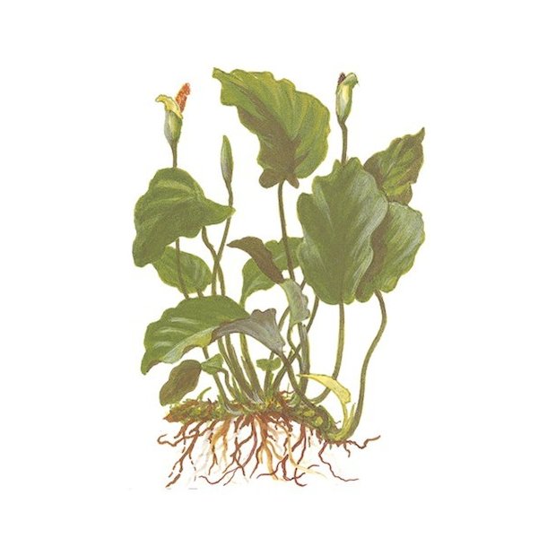 Tropica Anubias barteri var. barteri