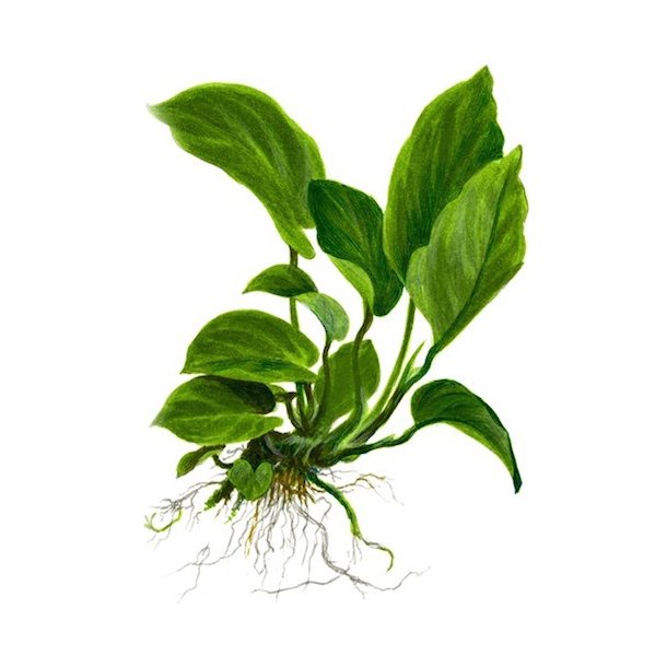 Tropica Anubias barteri var. caladiifolia XL