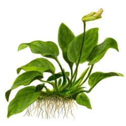 Tropica Anubias barteri var. nana