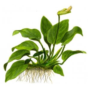 Tropica Anubias barteri var. nana