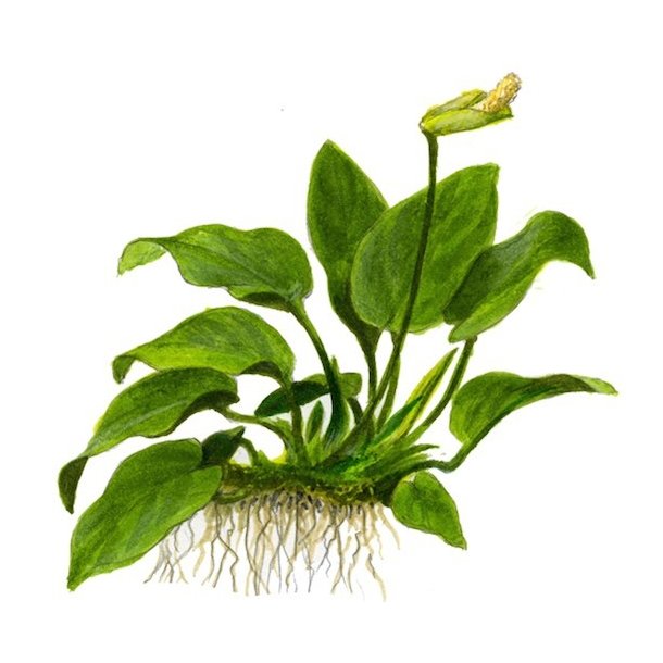 Tropica Anubias barteri var. nana