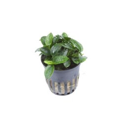 Tropica Anubias 'Petite'