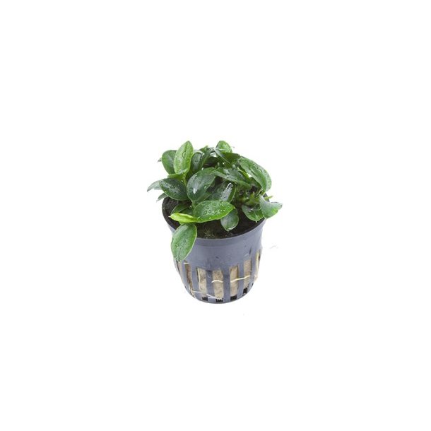 Tropica Anubias 'Petite'