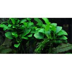 Tropica Anubias 'Petite'