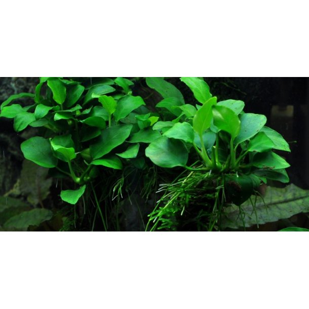 Tropica Anubias 'Petite'