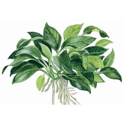 Tropica Anubias 'Petite'