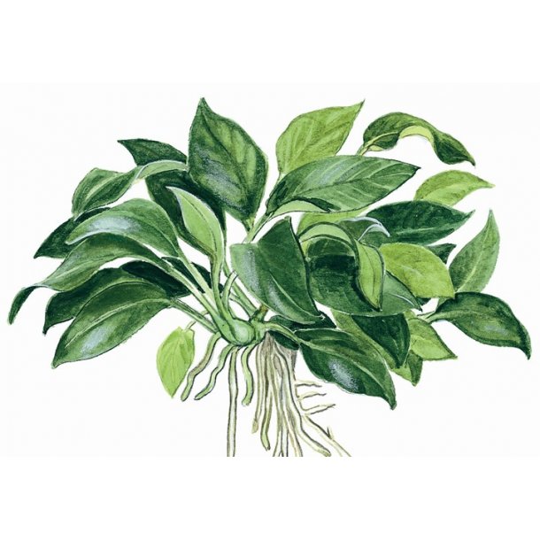 Tropica Anubias 'Petite'