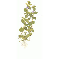 1-2-Grow Tropica Bacopa caroliniana