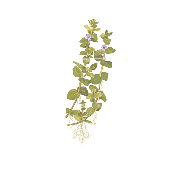 1-2-Grow Tropica Bacopa caroliniana