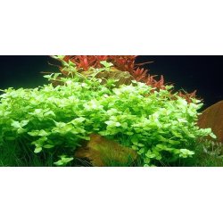 Tropica Bacopa australis