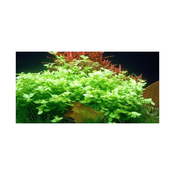 Tropica Bacopa australis