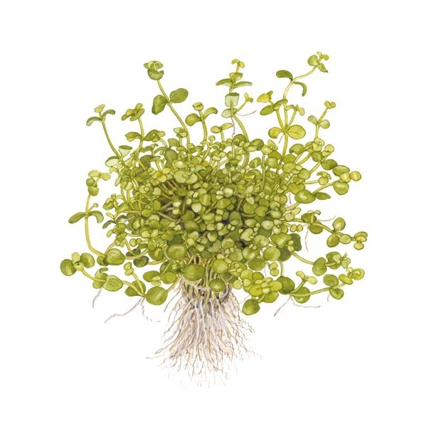 Tropica Bacopa australis