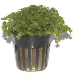Tropica Bacopa australis