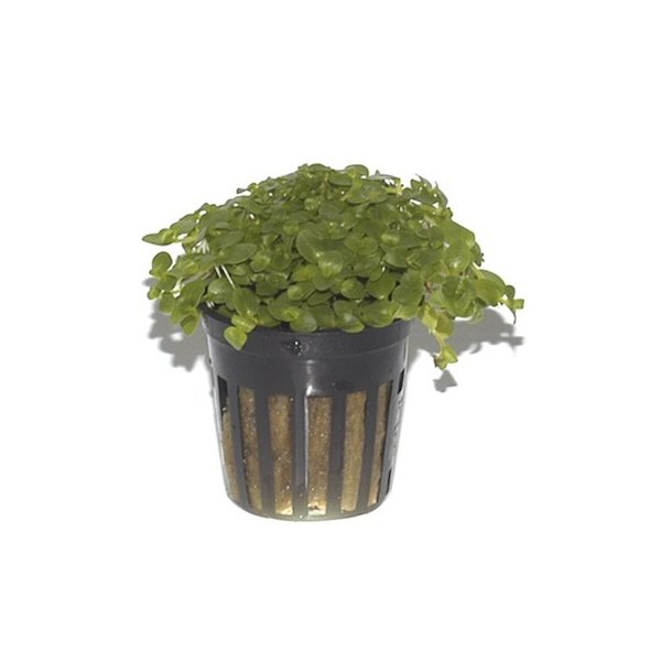 Tropica Bacopa australis