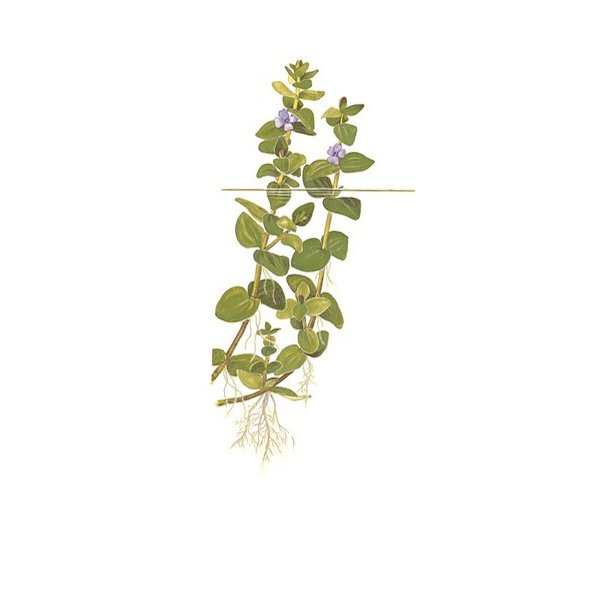 Tropica Bacopa caroliniana