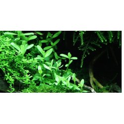Tropica Bacopa  monnieri 'Compact'