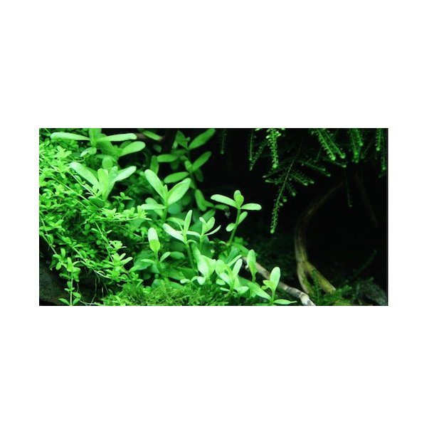 Tropica Bacopa  monnieri 'Compact'