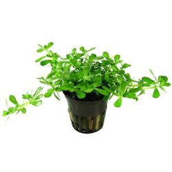 Tropica Bacopa  monnieri 'Compact'