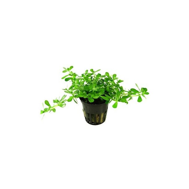 Tropica Bacopa  monnieri 'Compact'